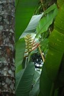 picture of the palm blossoms