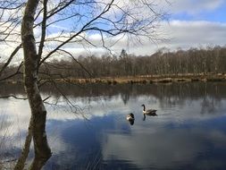 Ducks on a river in the wild nature