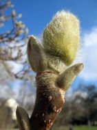 magnolia bud tree