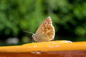 butterfly on orange surface