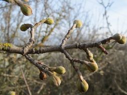 cornelian cherry cornus mas