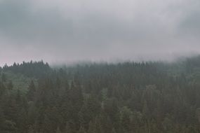 foggy forest clouds view
