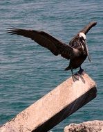 pelican stratching wings on stone pile at water