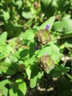 common self-heal plant in summer