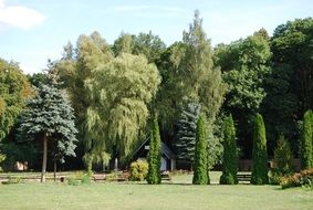 gorgeous green plant tree