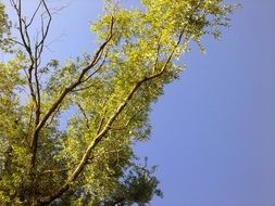 green branches of a young tree