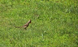small brown bird in grass
