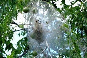 caterpillar cocoon on an apple tree close up