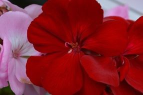 Red Pink geranium closeup flowers