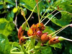 plant with unusual buds close-up