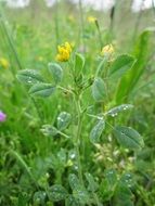 lucerne after rain close-up on blurred background