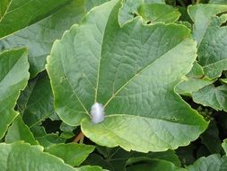 leaf green spring