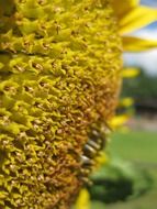 sun flower plant