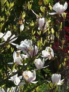 ornamental magnolia tree