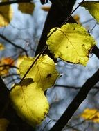 leaf tree autumn