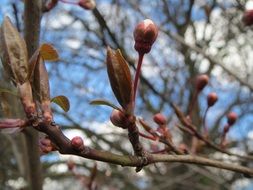 Buds of flowers on the branches of the bush