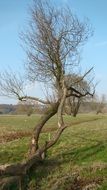 natural tree on a green field