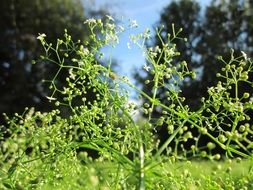 Inflorescence of Galium mollugo