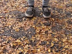 standing in the autumn leaves on the ground
