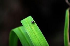 small red eyed fly on plant close up