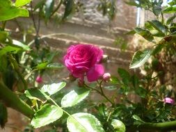 Green bush of roses with pink flowers