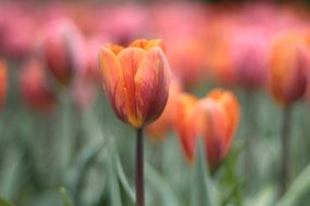 beautiful tulip garden