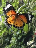 beautiful butterfly on grass