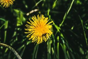 yellow dandelion flowers in green grass