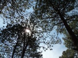 unusually beautiful pine trees