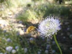 Bumblebee on a close-up flower