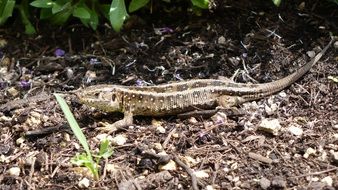 camouflaged sand lizard in wildlife