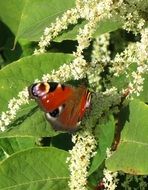 wild butterfly on the flowering garden bush