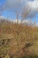 tree and bush scape