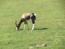 buck antelope in africa pasturing