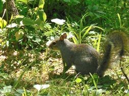 squirrel on forest floor at summer