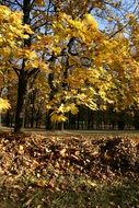Autumn park in the sunlight