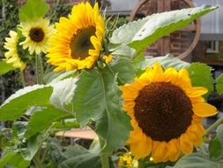 Photo of the sunflowers