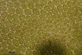 barbilophozia closeup