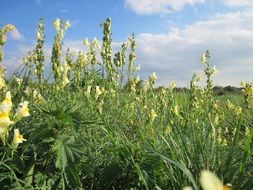 Flowering linaria vulgaris on a cloudy sky background