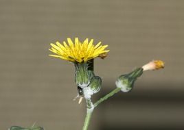 blooming and closed buds a dandelion