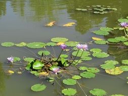 purple lilies in a muddy pond