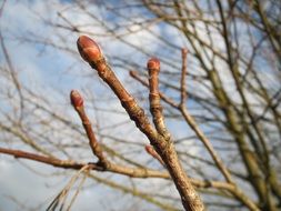 maple buds acer platanoides in Norway