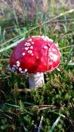 red mushroom with white leg in green grass