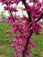 pink bloom on a cloudy day