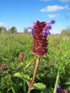 common self-heal plant