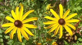 Two yellow flowers against a nature background