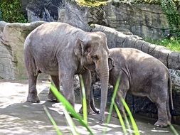 elephant couple in the zoo