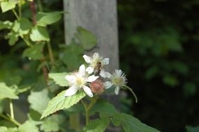 wasp on blackberry blossom