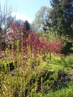 burgundy bushes in the garden