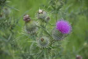 thistle head purple thorn buds